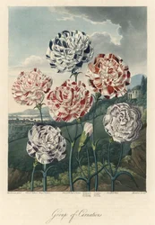 Varieties of Common Carnations, extracted from The Temple of Flora, by Dr. Robert Thornton