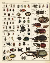 Varieties of beetles, 1841