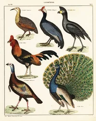 Varieties of Birds, 1841 (lithograph)
