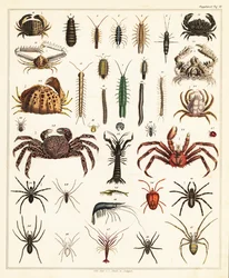 Varieties of Crabs and Spiders (lithograph)