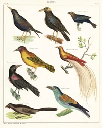 Varieties of exotic birds (1841)