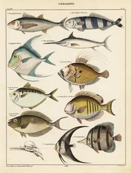 Varieties of fish (1841)