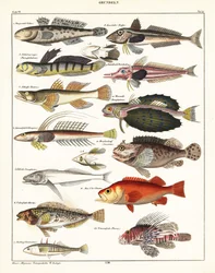 Varieties of Fish (lithograph)