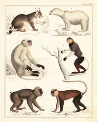 Varieties of mammals, 1842