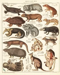 Varieties of Marsupials (lithograph)