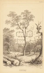 Varieties of Wire Traps for Bird Catching (engraving)