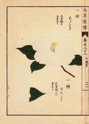 Variety of camelias from Japan (Thea japonica Nois): Shirataki and Shiroshishi, with white flowers. Eau forte en couleurs, woodcut by Kanen Iwasaki, published in Honzo Zufu, in 1884, an illustrative guide to medicinal plants