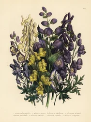Various-leaved monkshood, yellow monkshood, pale yellow monkshood, Carpathian purple wolfsbane, panicled monkshood, common monkshood, and variegated monkshood