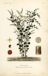 Velvet-leaf or abuta, Cissampelos pareira