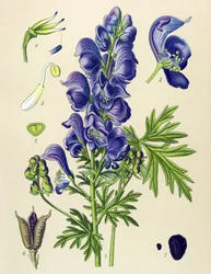 Venomous (Toxic) and Medicinal Plant: Aconitum Napellus