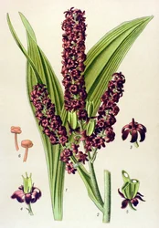 Toxic Plant: Black Veratre (Veratrum nigrum)