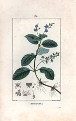 Brooklime or European Speedwell