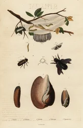 Volute, Beetle, Carpenter Bee and Moth