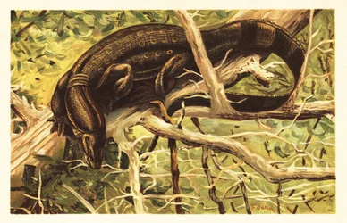 Water Monitor Lizard