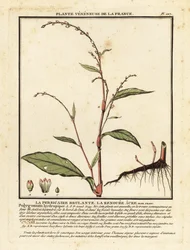 Water Pepper, Persicaria hydropiper