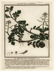Watercress