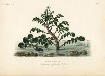 Watercress, Nasturtium officinale