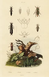 Weevil and ground beetles