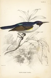 Western purple-backed sunbird, Anthreptes longuemarei (White-bodied sunbird, Anthreptes leucosoma). Handcoloured steel engraving by William Lizars after William Swainson from Sir William Jardine