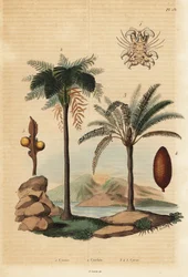 Whale louse, West Indian treefern, and Japanese sago palm