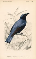 White-bellied drongo, Dicrurus caerulescens. Handcoloured engraving by Fournier after an illustration by Edouard Travies from Charles d
