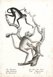 White-bellied Spider Monkey, Ateles belzebuth (endangered), and Northern Muriqui, Brachyteles hypoxanthus (Ateles hypoxanthus), critically endangered. Lithograph by Karl Joseph Brodtmann from Heinrich Rudolf Schinz