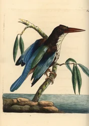 White-throated kingfisher