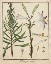White Lilies. Coloured Copper Engraving, in Botanique Medicinale (Published in Berlin, Germany)