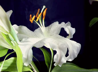 White Lily
