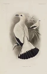 White Pigeon