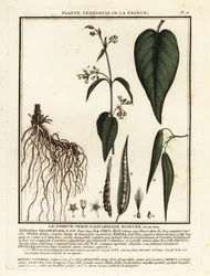 White Swallow-wort, Vincetoxicum hirundinaria