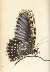 White witch moth