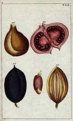 Wild Almond, Calaba, and Walnut