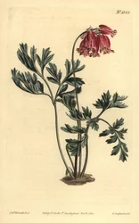 Wild bleeding heart