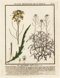 Wild Rocket, Diplotaxis Tenuifolia