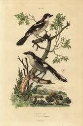 Woodchat shrike and Southern grey shrike