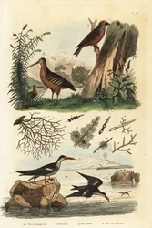Woodcock, Scolopax rusticola, red crossbill, Loxia curvirostra, and black skimmer, Rynchops niger, woodcock, crossbill and skimmer