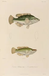 Wrasses, Black Sea