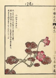 Yamato uchiwa or iwakagami, Schizocodon soldanelloides, Japanese alpine plant