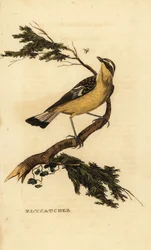 Yellow-rumped flycatcher, Ficedula zanthopygia. 1815
