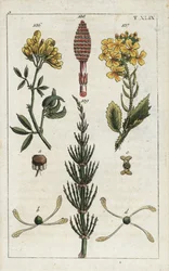 Yellow Alfalfa, Medicago falcata, Wild Radish, Raphanus raphnistrum, and Field Horsetail, Equisetum arvense