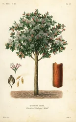 Yellow cinchona bark, Cinchona calisaya
