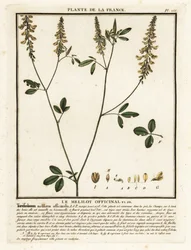 Yellow sweet clover, yellow melilot, ribbed melilot, Melilotus