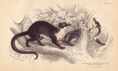 Yellow Throated Marten, Martes flavigula (Galidictis chrysogastes)