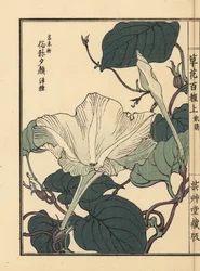 Yuugao, hyoutan, calabash, or bottle gourd flower, Lagenaria siceraria. Handcoloured woodblock print by Kono Bairei from Kusa Bana Hyakushu (One Hundred Varieties of Flowers), Tokyo, Yamada