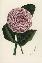 Zenobia dahlia hybrid, Dahlia coccinea. Handcoloured lithograph from Louis van Houtte and Charles Lemaire