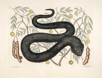 Zoo Illustration: Vipera nigra, Black Viper