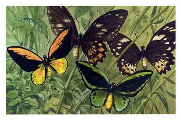 Zoological Chart: Butterfly the Cresus (Ornithoptera croesus), Male and Female