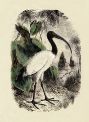Zoology: Sacre Ibis (Threskiornis aethiopicus), engraving of the 19th century