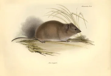 Zoology: The Mus longipilis (from the family of field rats) described by Charles Darwin during his exploration journey aboard the Beagle. Plate from The Zoology of the voyage of H.M.S. Beagle under the command of Captain Fitzroy during the years 1832 to 18